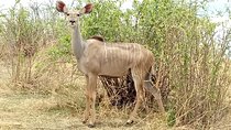 10 days Safari to Nyerere NP, Ruaha NP, Udzungwa NP and Mikumi NP + Isimila Site