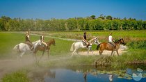 Horses In The Sand