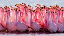 Laguna del Toro and Flamingo-Watching 4WD