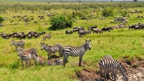 4 days masai mara Nakuru Joining safari