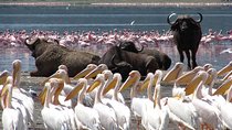 Day Safari to Lake Nakuru National Park from Nairobi