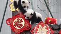 Dujiangyan Panda Base and Mount Qingcheng