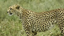 7 Days Great Wildebeest Migration Mara River Crossing