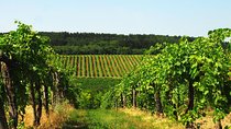 Wine Tasting Experience in Etyek Wine Region with a private air conditioned car