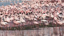 Lake Nakuru Day Trip 