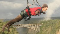 Flying Fox