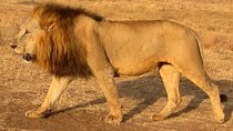 Nairobi National Park Tour