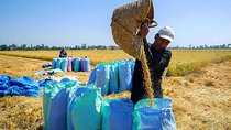 One Day as an Egyptian farmer In Luxor
