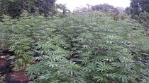 Stepping High Mountain Rastafari Herbs Tour