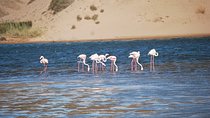 From Agadir Hotel or Port : Souss Massa Park National Excursion