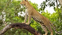 2 Days Masai Mara Private Safari From Nairobi