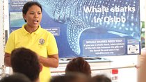 Whale Shark Swimming Experience and Aguinid Falls from Cebu