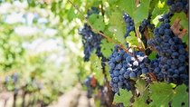 Cousino Macul and Concha y Toro Wineries Day Trip from Santiago