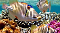  Snorkeling Trip to Utopia Island in Safaga from Luxor 