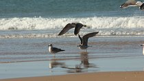 El Rocio, Donana Natural Park and Matalascanas Beach Day Trip from Seville