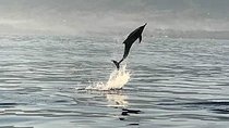 Dolphin Watching on Wildlife