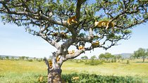 6 Days Private Camping Safari Serengeti, Ngorongoro, Lake Manyara and Tarangire 