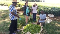 Tea Farm Experience at Riara Tea Farm And Factory Tour