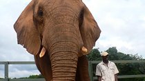 Lesedi cultural village and Elephant walk