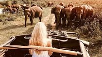 2 Day Tour to Sigiriya & Minneriya safari From Colombo