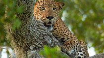 2 Nights All Inclusive Luxury Camping in Yala with Return transfers
