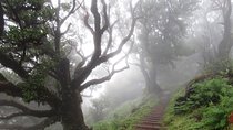 Fanal -Enchanted Forest 