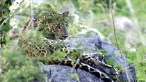 Morning game drive in Yala National Park