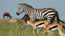 6 Days Amboseli, Lake Naivasha and Maasai Mara Safari