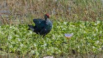 Full Day Safari in Bundala National Park With Picnic Lunch