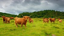 Highlights of Scotland Private Day Tour with Scottish Local