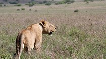 Private Morning Safari to Nairobi National Park & Giraffe Center