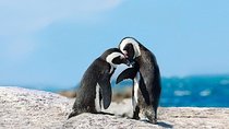 Cape Point Explore with Boulder's Penguins Full Day Tour 