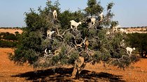 Day trip from marrakech to Essaouira Medina and Argan Factory