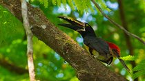 Bird watching Tour in La Fortuna 