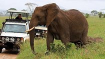 Private 10 Days Best of Kenya Wildlife Safari Holiday