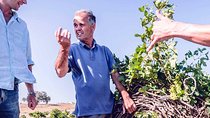 Santorini Family Farm Food & Wine Tour with Cooking Class