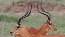 3 Days Tanzania lodge Safari