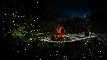 Kuala Selangor Firefly & Batu Caves Tour include Dinner+Boat-Ride