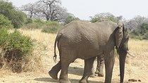 Selous Game Reserve, Mikumi And Ruaha National Park, Udzungwa Mountain 10 Days