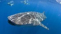 Whale shark encounter Private tour - swim with whale shark cancun