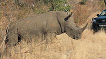 3 Day All Incl. Private Kruger Park Safari Incl. Transfer From Johannesburg