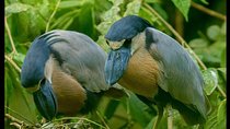 La Fortuna Birds and Frogs 2 Guided Tours combo. 