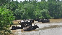 4 Day All Incl. Private Kruger Park Safari Incl. Transfer From Johannesburg