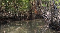 Mangrove Adventure