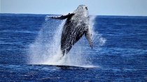 Whale Watch Excursion from the Big Island