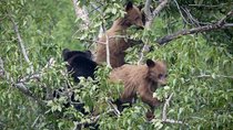 Private Tour of Grand Teton National Park