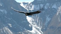 Apurimac Canyon with Condor Viewing from Cusco
