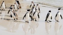 Best of the Cape Peninsula Private Tour