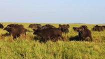 3 days Safari to Serengeti and Ngorongoro crater