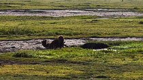 4 days Budgeted Safari Serengeti